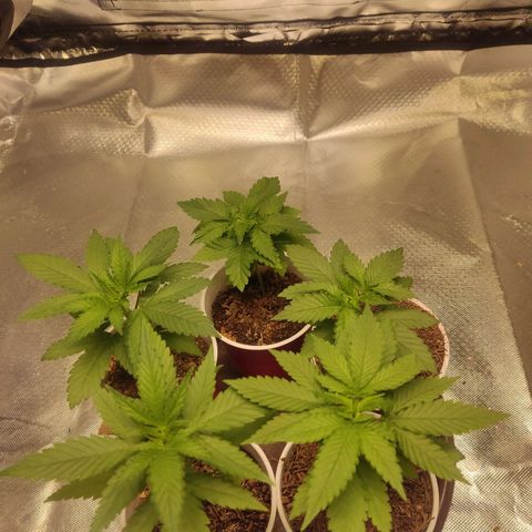 Purple kush growlog photo: Apical y fim creo 