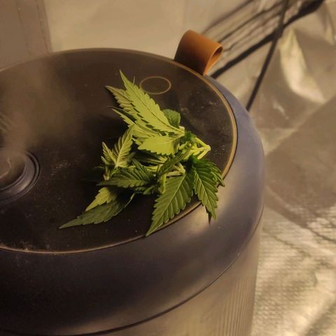 Purple kush growlog photo: Apical y fim creo 