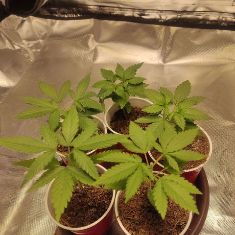 Purple kush growlog photo: Apical y fim creo 
