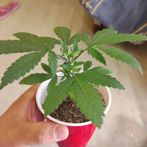 Purple kush growlog timeline photo