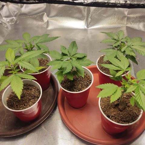 Purple kush growlog timeline photo