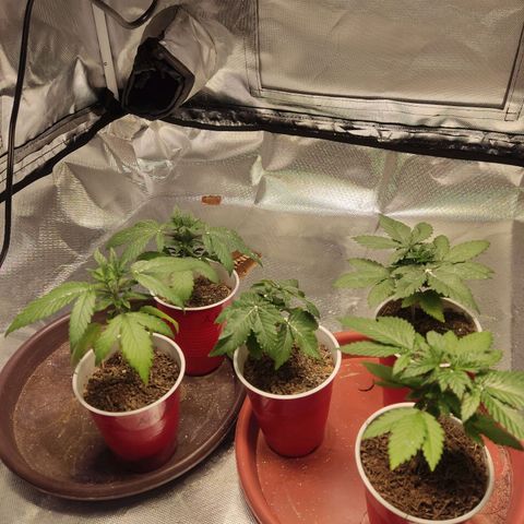 Purple kush growlog timeline photo