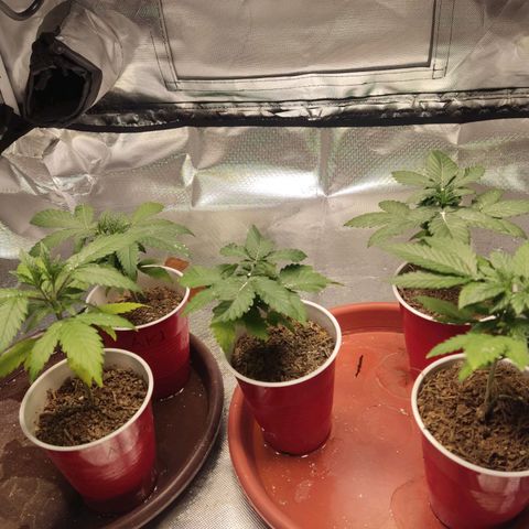 Purple kush growlog timeline photo