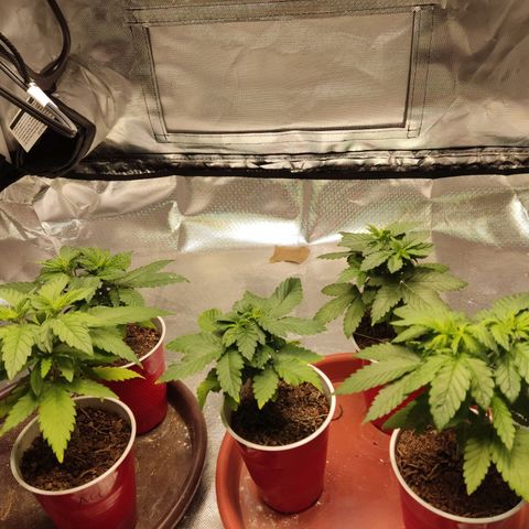 Purple kush growlog timeline photo
