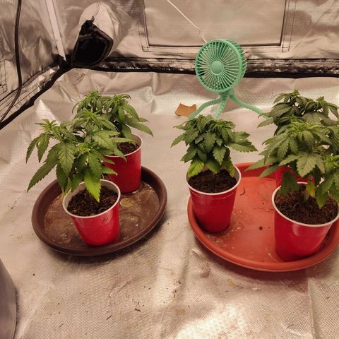 Purple kush growlog photo: Cambio de luz medic grow
