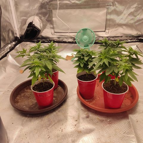 Purple kush growlog timeline photo
