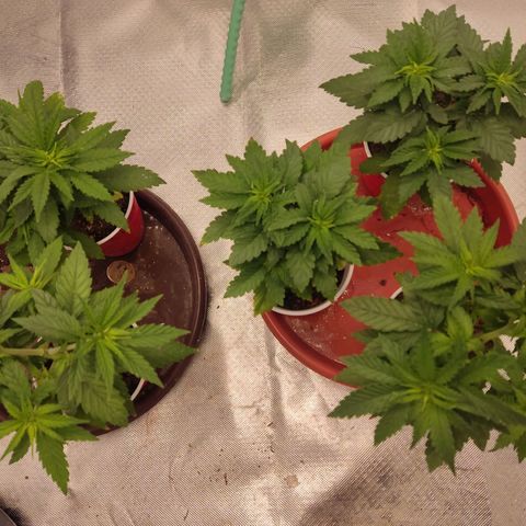 Purple kush growlog timeline photo