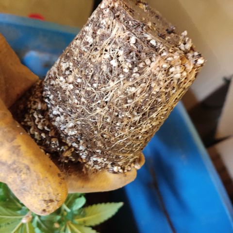 Purple kush growlog timeline photo