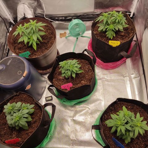 Purple kush growlog timeline photo