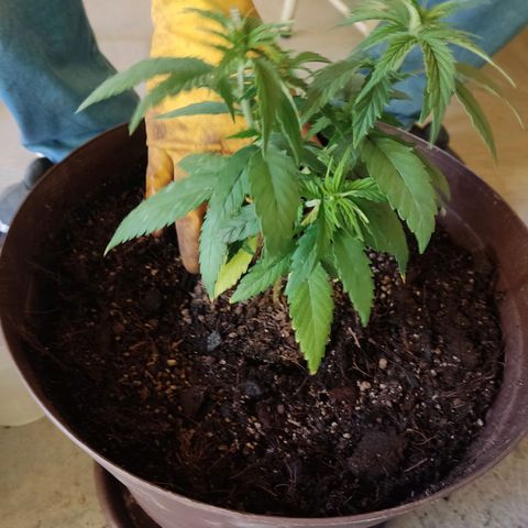 Purple kush growlog timeline photo