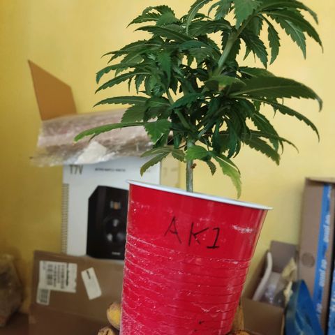 Purple kush growlog timeline photo