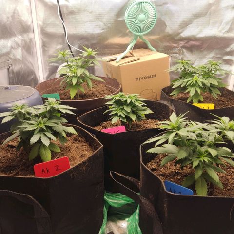 Purple kush growlog timeline photo