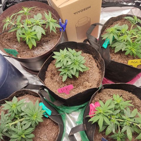 Purple kush growlog timeline photo