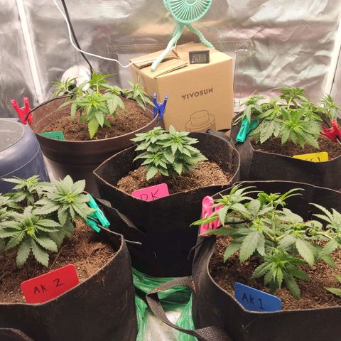 Purple kush growlog timeline photo