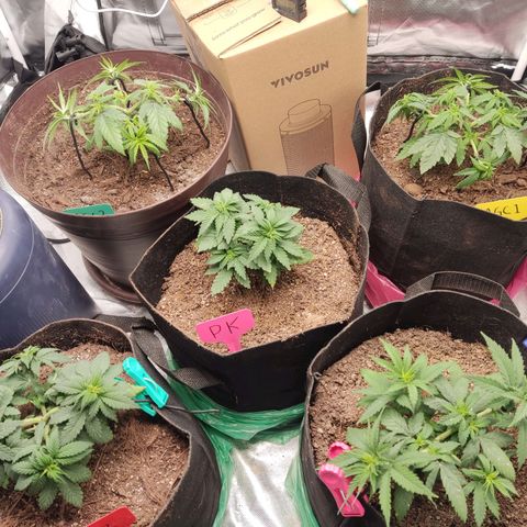 Purple kush growlog photo: Mas lst