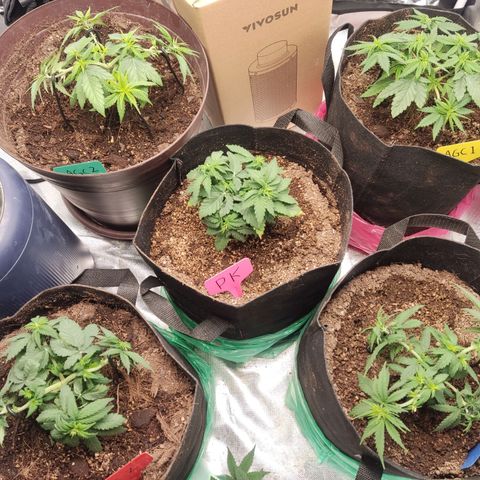 Purple kush growlog timeline photo