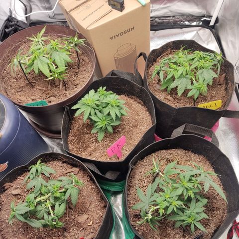 Purple kush growlog timeline photo