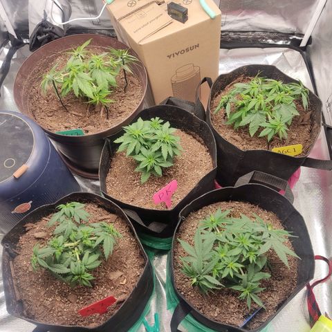 Purple kush growlog timeline photo