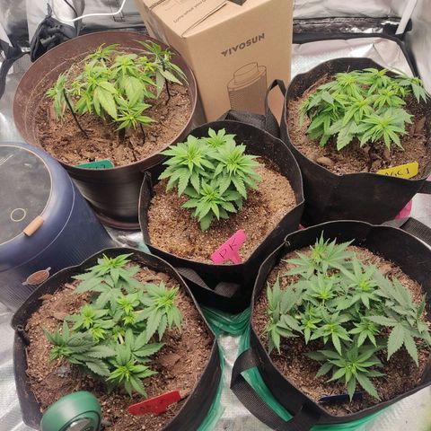 Purple kush growlog timeline photo
