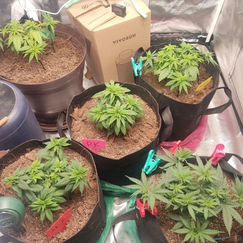 Purple kush growlog timeline photo