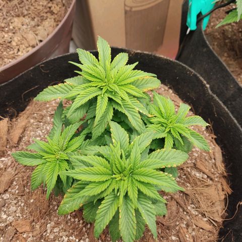 Purple kush growlog photo: Pk y agc2