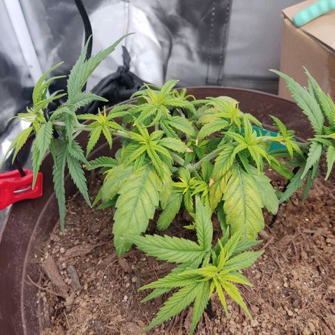 Purple kush growlog photo: Pk y agc2