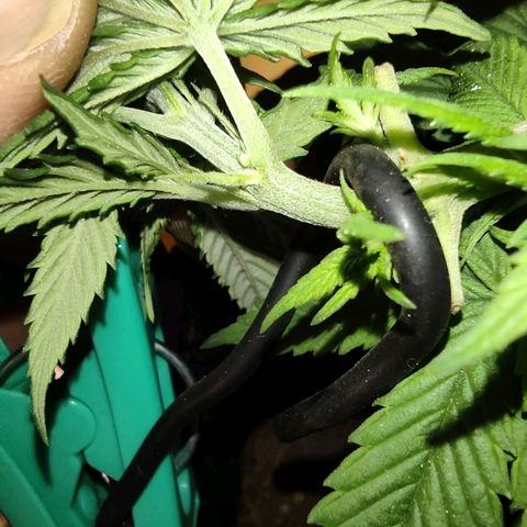 Purple kush growlog photo: Agc1 empieza a arrojar sexo, parece macho