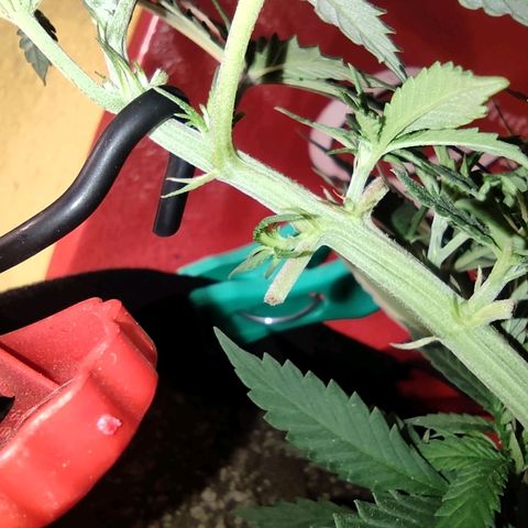 Purple kush growlog photo: Ak 1 casi confirmada hembra