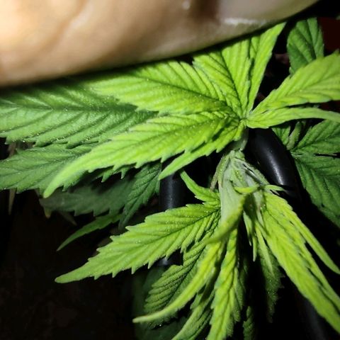 Purple kush growlog photo: Agc2 confirmada hembra