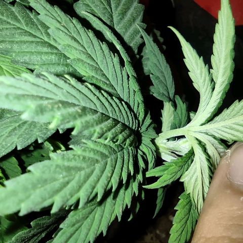 Purple kush growlog photo: Ak2 hembra
