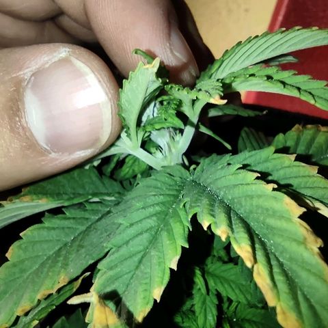 Purple kush growlog photo: Purple kush hembra 