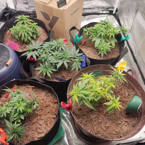 Purple kush growlog timeline photo