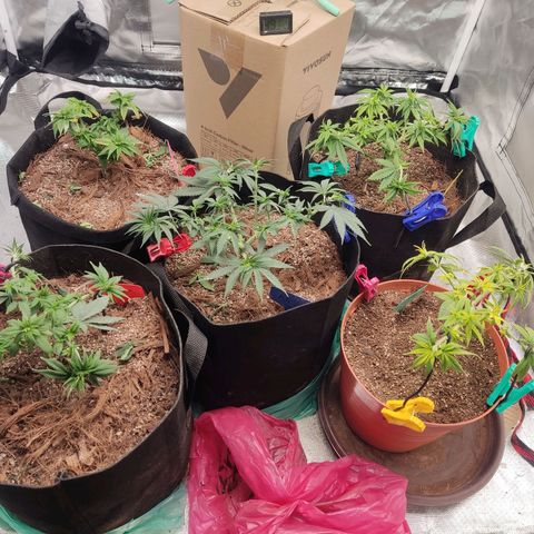 Purple kush growlog timeline photo
