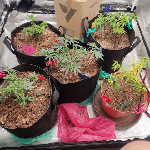 Purple kush growlog timeline photo