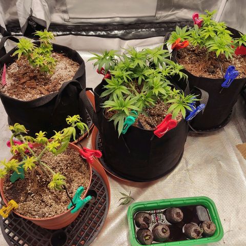 Purple kush growlog timeline photo
