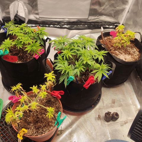 Purple kush growlog timeline photo
