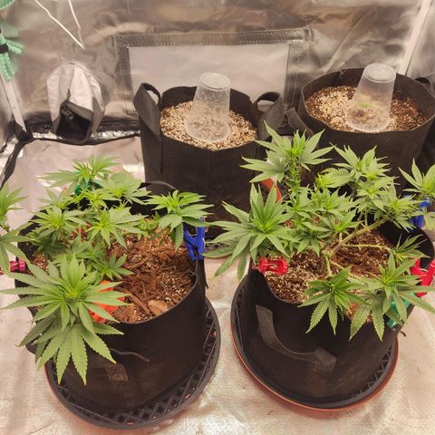 Purple kush growlog timeline photo