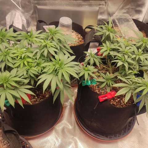 Purple kush growlog timeline photo