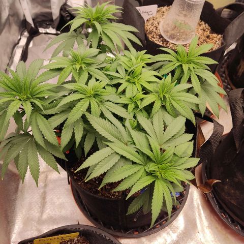 Purple kush growlog photo: Ak 2