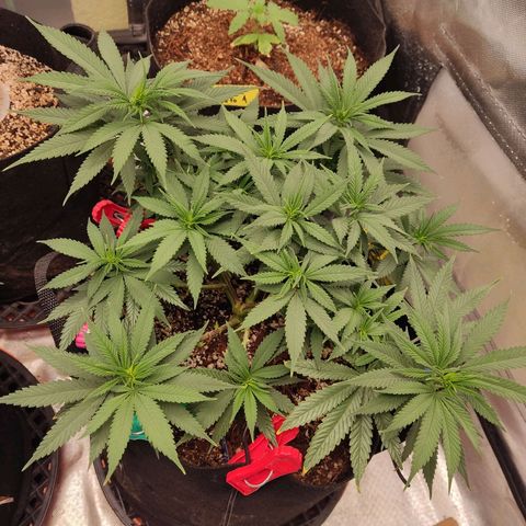 Purple kush growlog photo: Ak 1