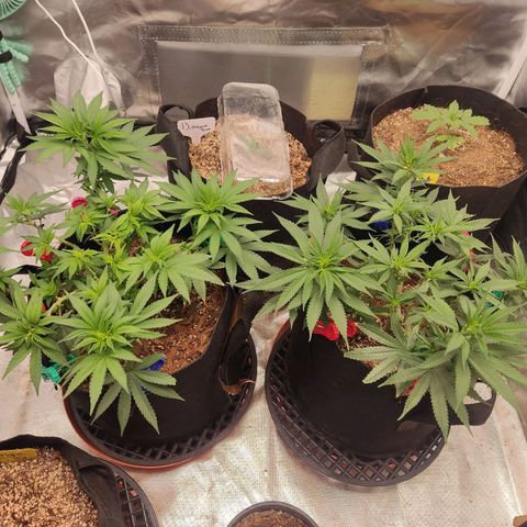 Purple kush growlog timeline photo