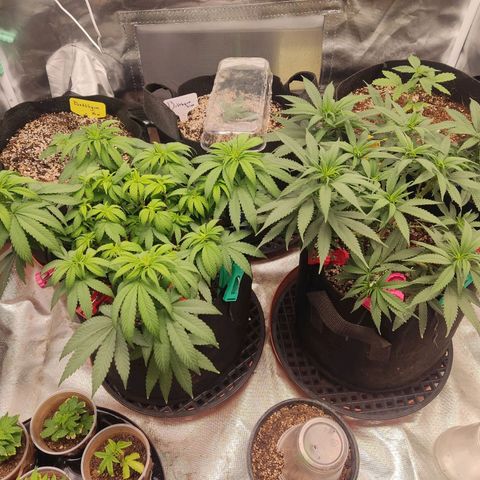 Purple kush growlog timeline photo
