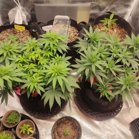 Purple kush growlog timeline photo