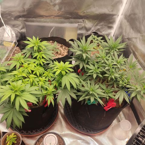 Purple kush growlog timeline photo