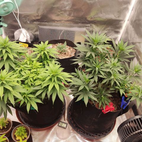 Purple kush growlog timeline photo
