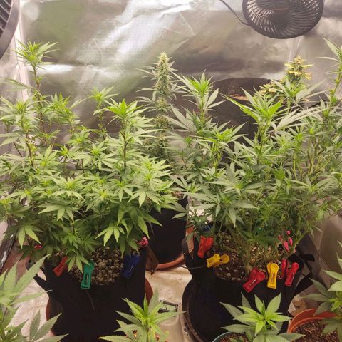Purple kush growlog timeline photo