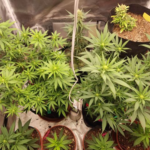 Purple kush growlog timeline photo