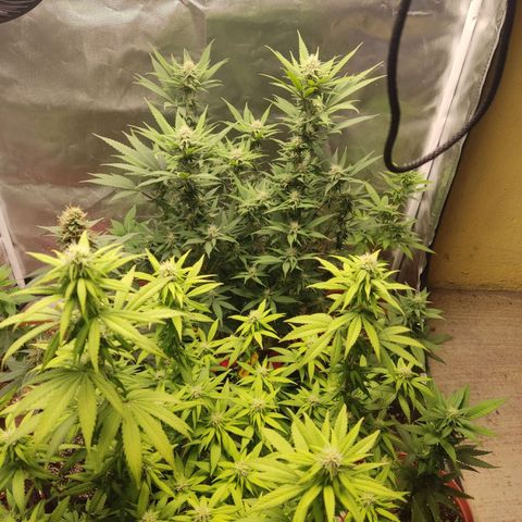 Purple kush growlog timeline photo