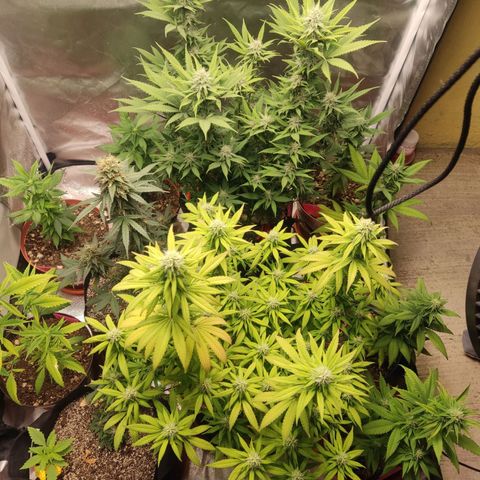 Purple kush growlog timeline photo