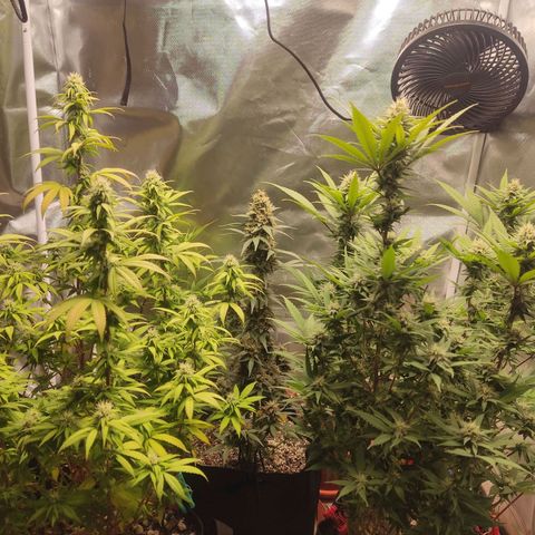 Purple kush growlog timeline photo